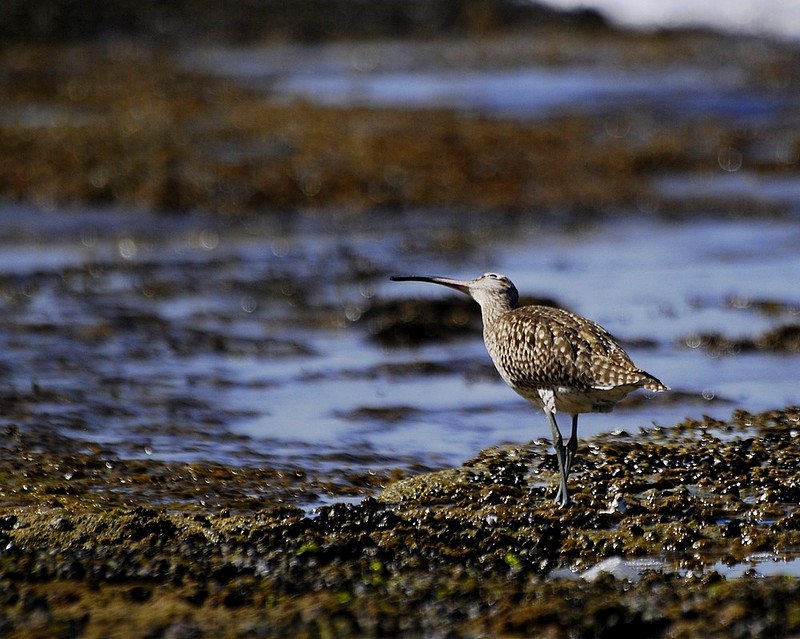 מציצה לשמיים