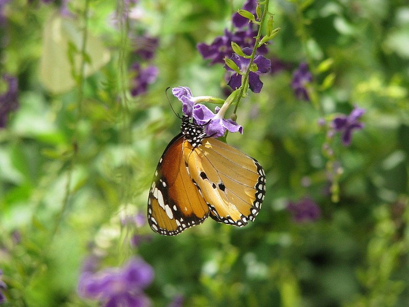 צילום: אטי שניר