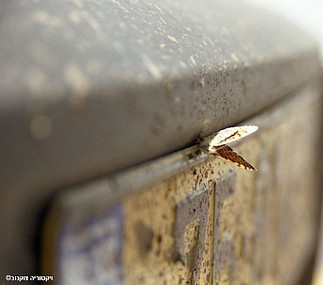 בדיקת רישוי