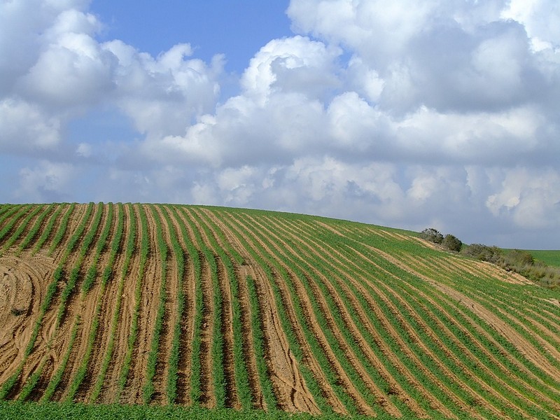 צילום: איילת  קסיס