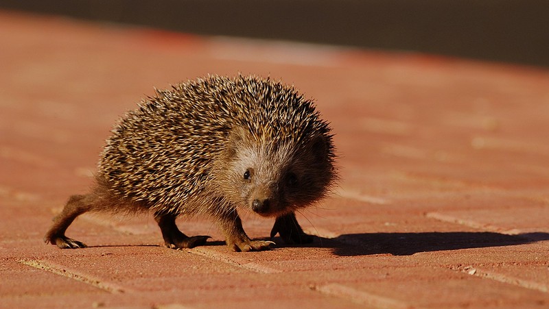 תן לחצות בשקט
