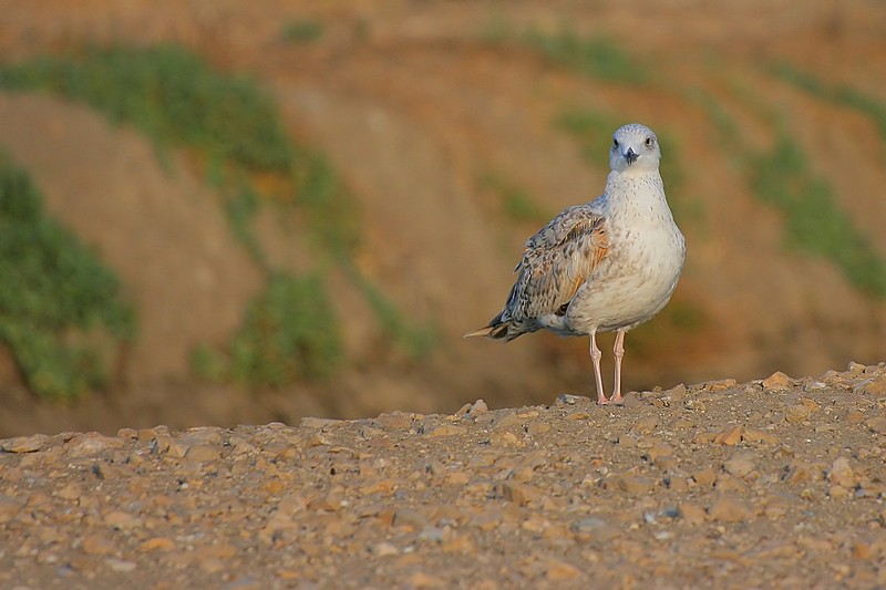 השמיים יכולים לחכות...