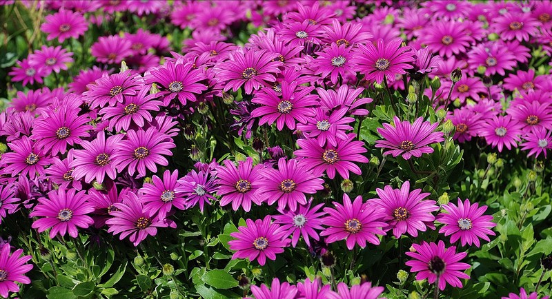 המרבד הקסום