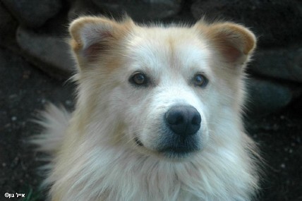 חלום של כלב