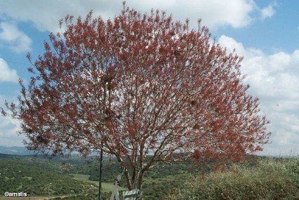 עץ לתפארת