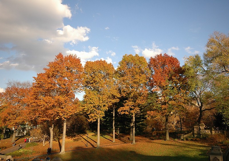 ציבעי הסתיו