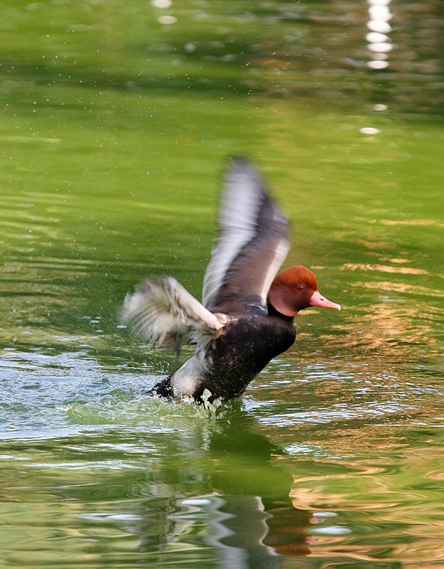 מסלול המראה