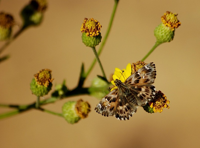 לאן נעלמו התפרחות?
