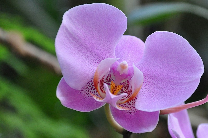 סחלב 1 (סדרת סחלבים)