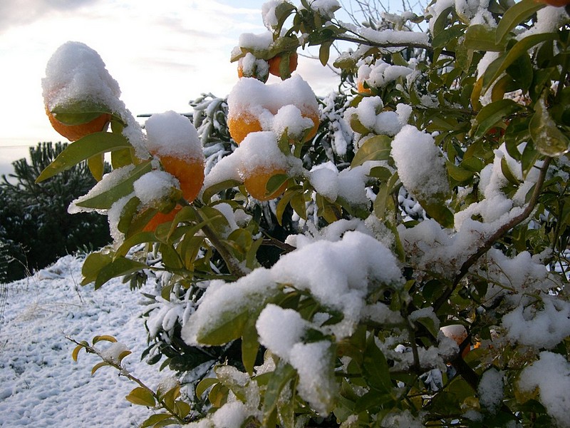 תפוזים בשלג