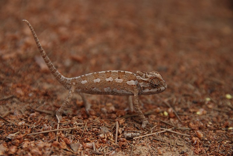 צילום: רני גולדין