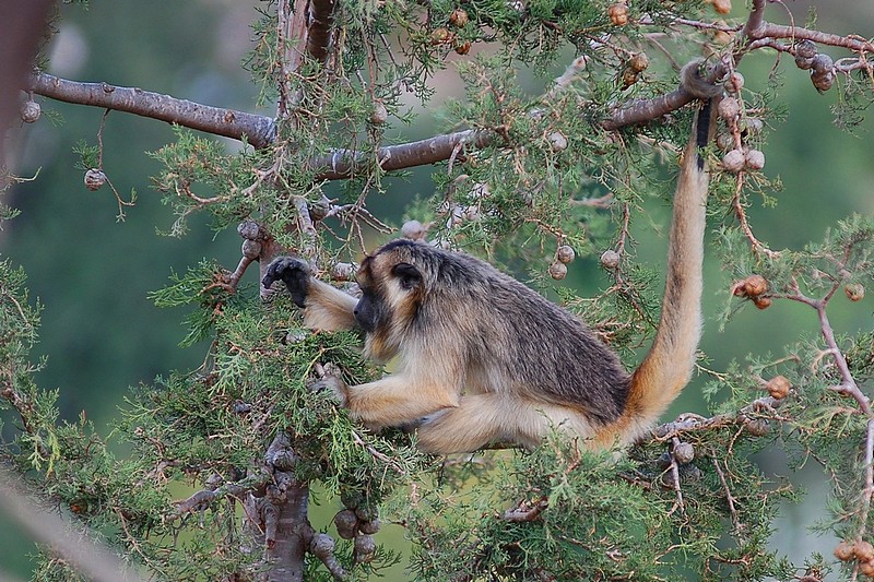 לא הצלחתי לבחור שם....