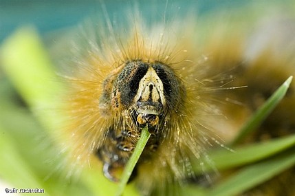 ROOK&ROOL מהטבע