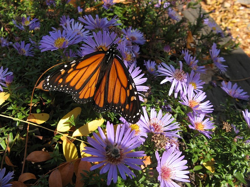 צילום: ענת בן דוד