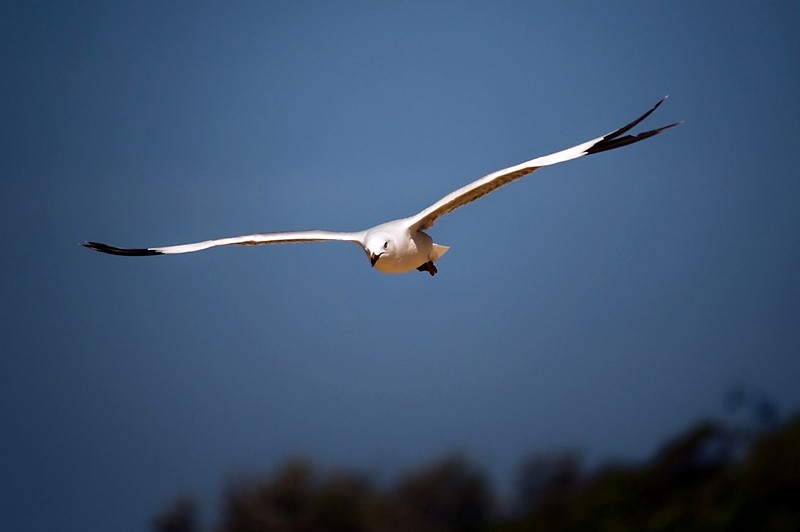 לקראת נחיתה