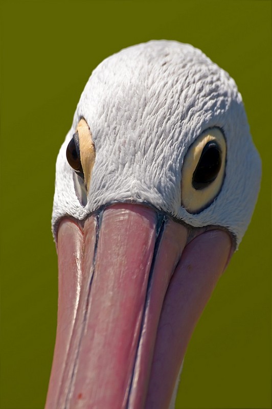 מבט של שקנאי