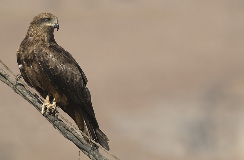 מבט של דורס (דיה)