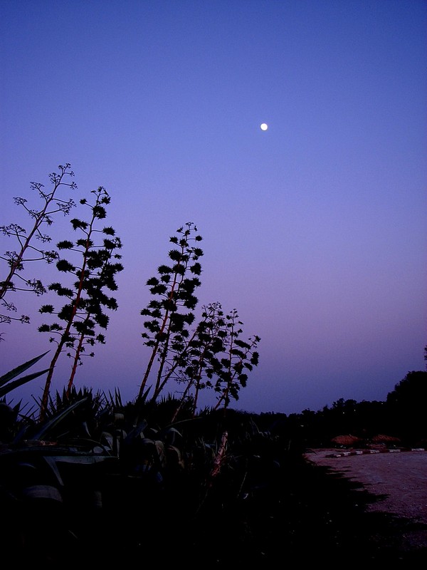שקיעה, עצים, ירח