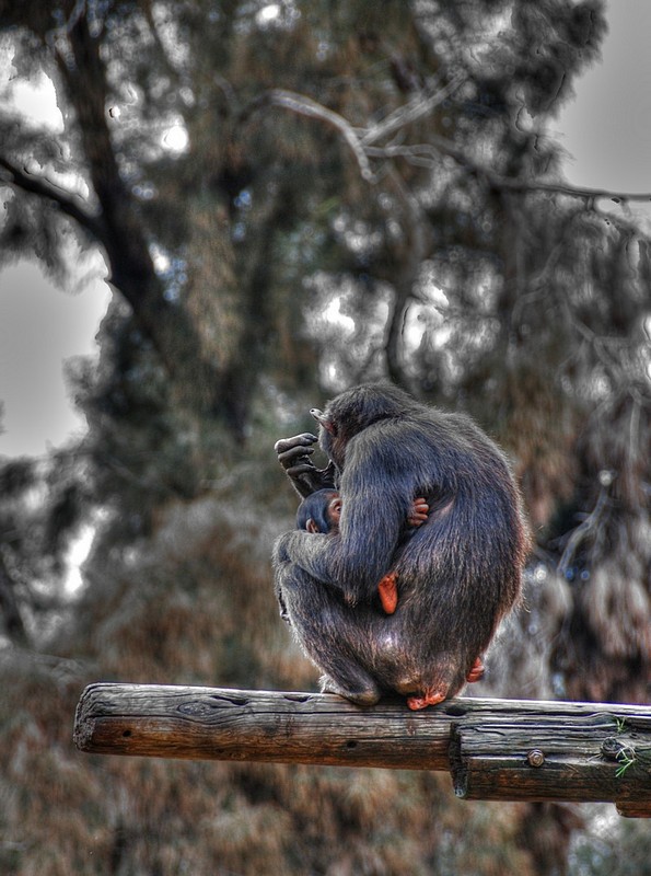 "מחשבות רבות בלב..."