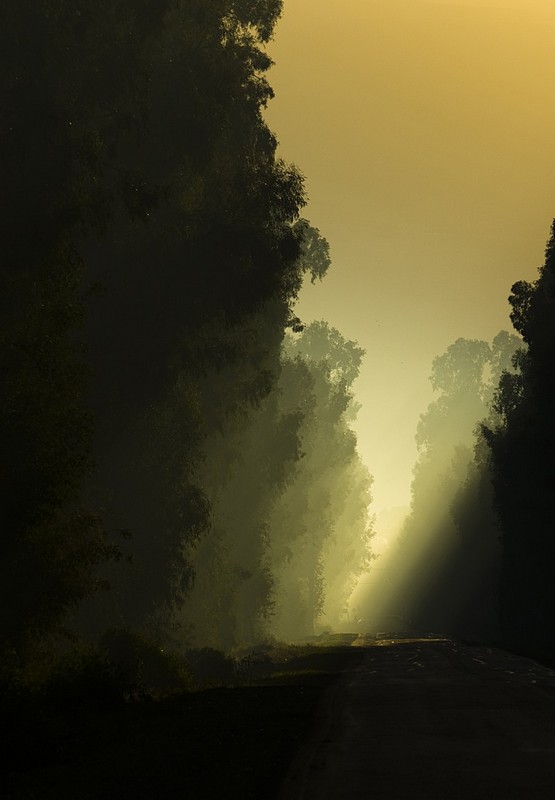 קרני שמש עם אור ראשון