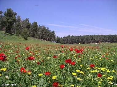 פריחה ביער בן שמן