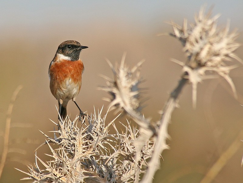 צילום: שי קלמן
