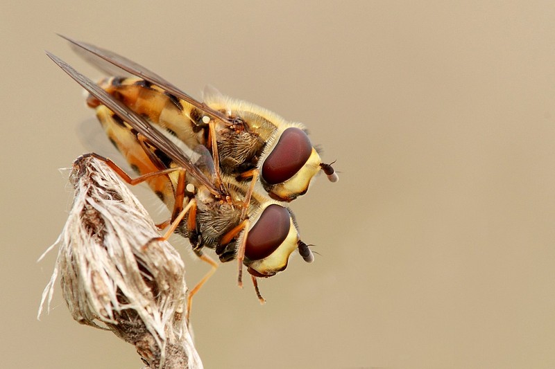 לאוהבים בלבד 2
