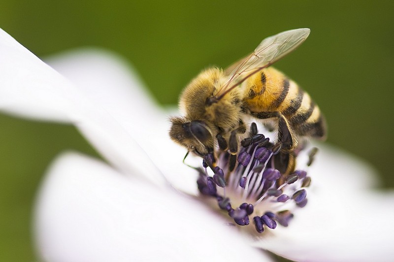 ביקור אצל כלנית לבנה