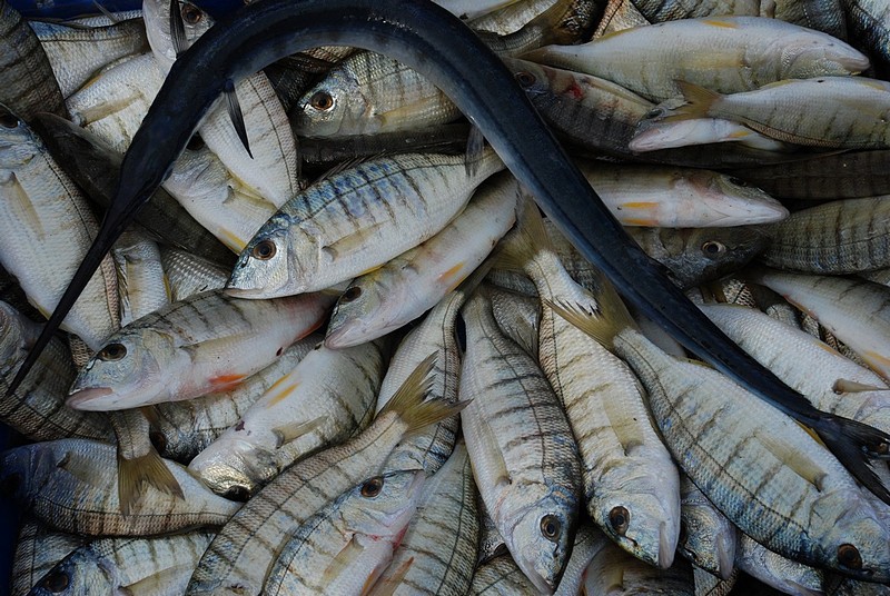 צילום: יובל שמשי