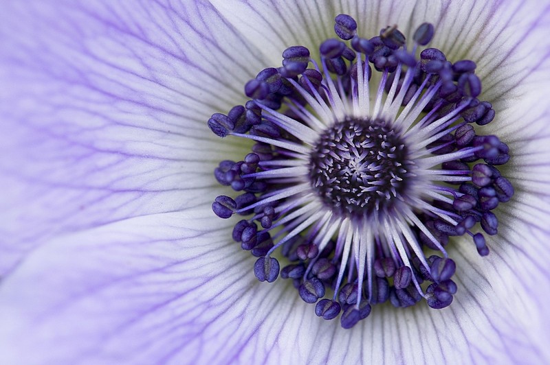 עולמה של כלנית