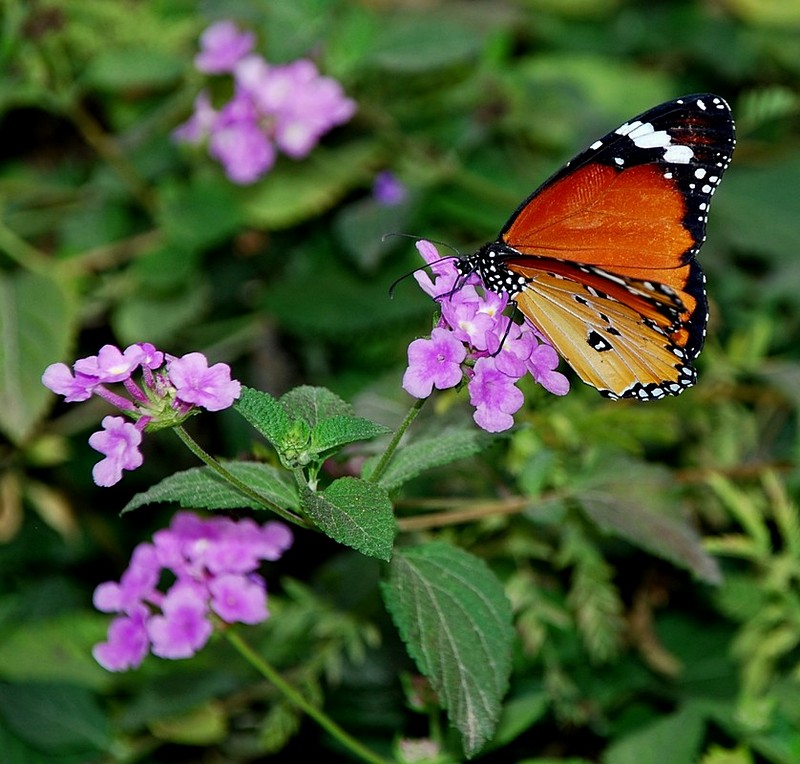 גם לי מגיע מנוחה