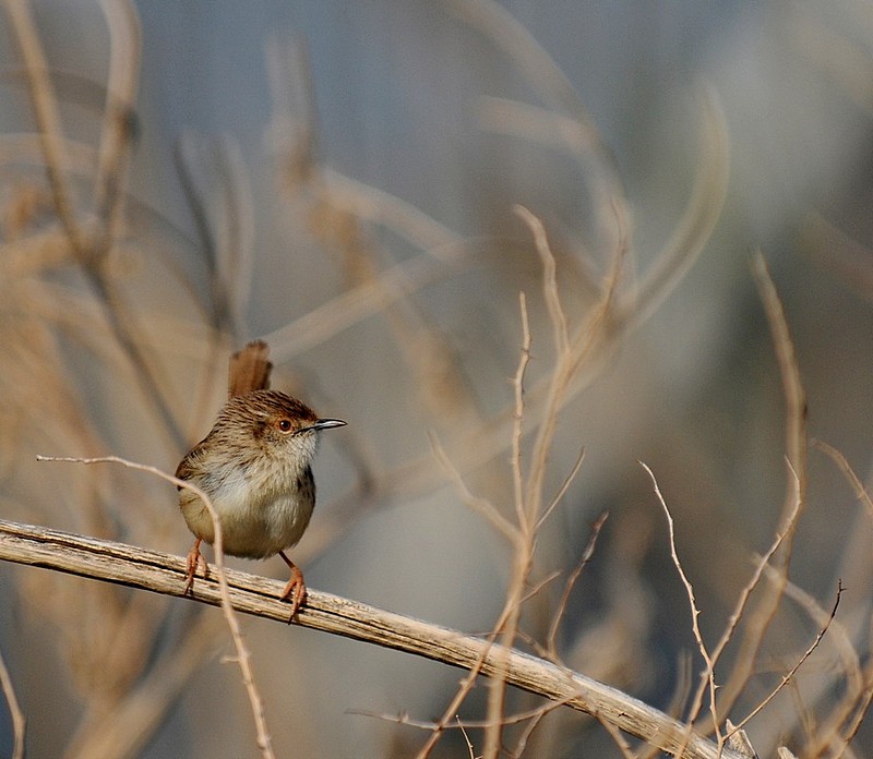 (((((((((())))))))))