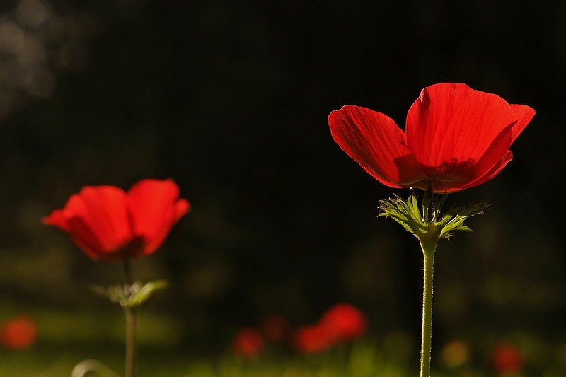 כלניות אדמדמות