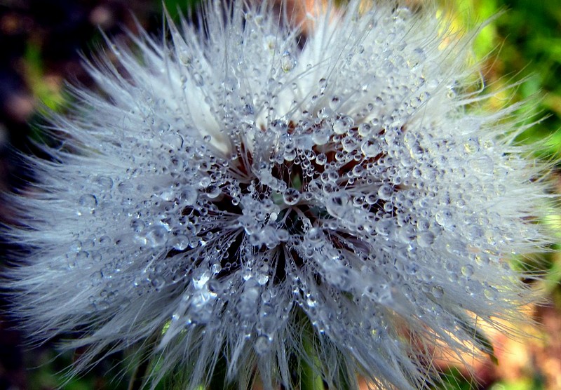 סבא חופף ראש