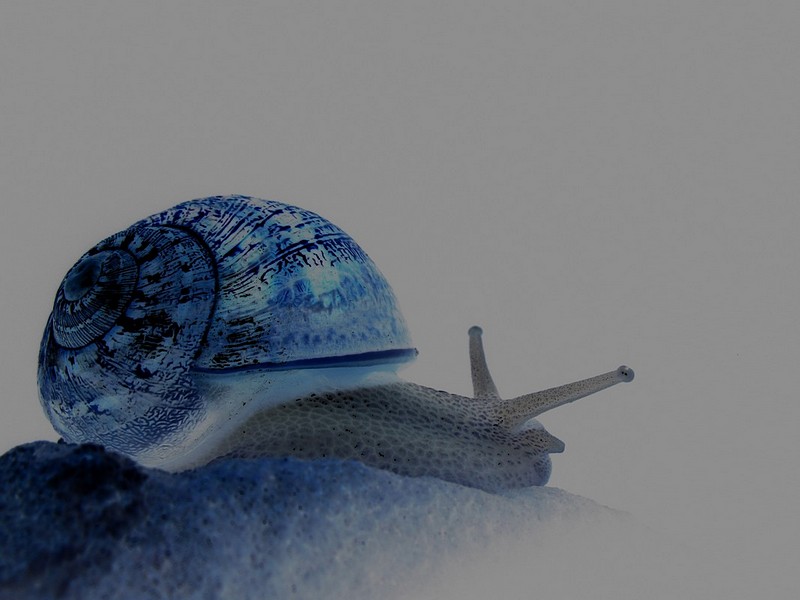 חילזון מהחלל