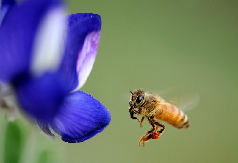 התורמוס והדבורה