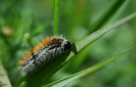 טוואי התהלוכה