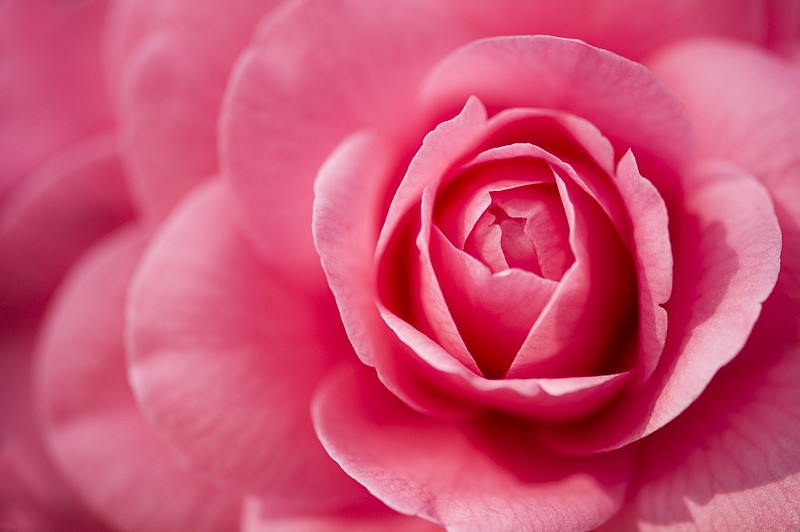 מאקרו של קיטש