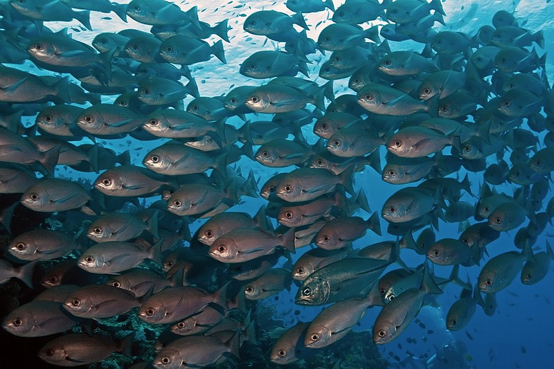 אחד יוצא מהכלל