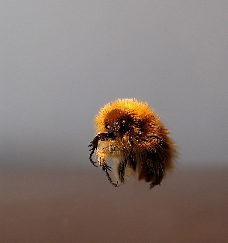 צניחה חופשית