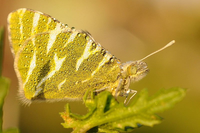 פרפר של בוקר
