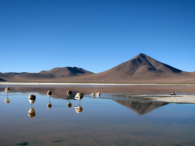 פלמנגו זקנים