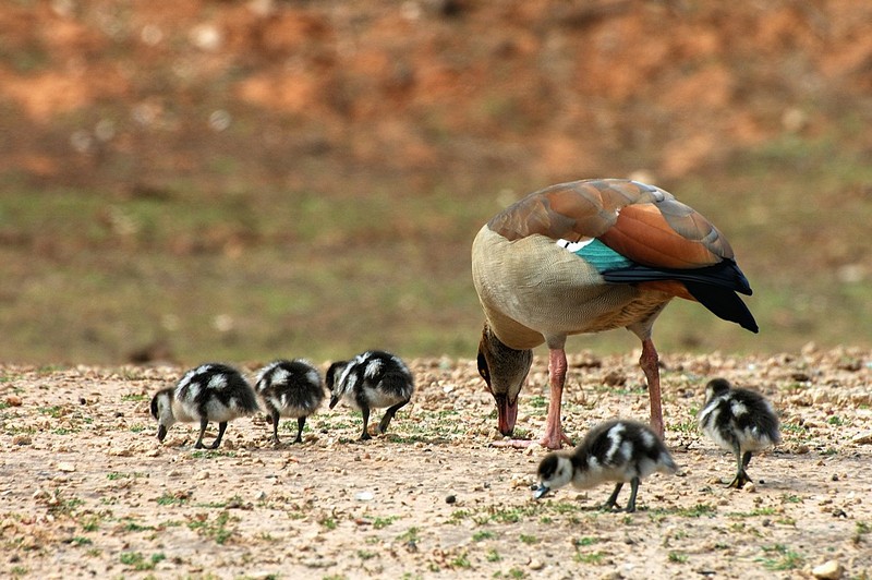 אחד יוצא מהכלל