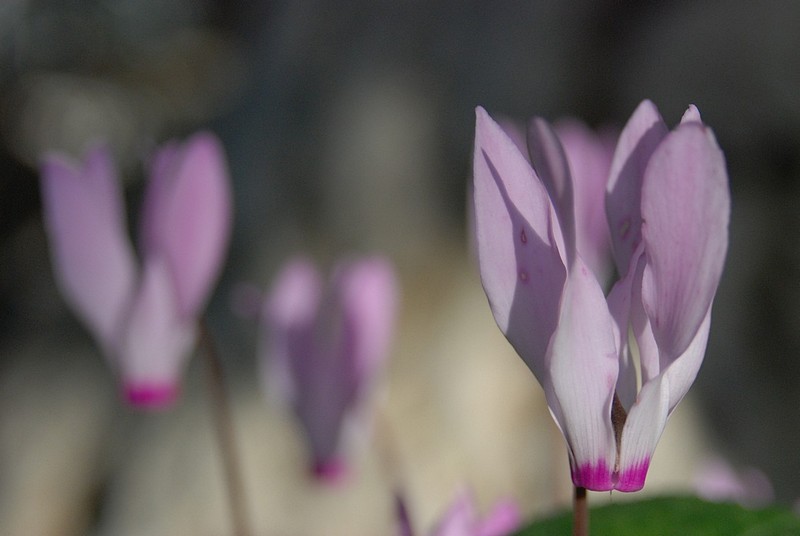 צילום: עודד גיאת