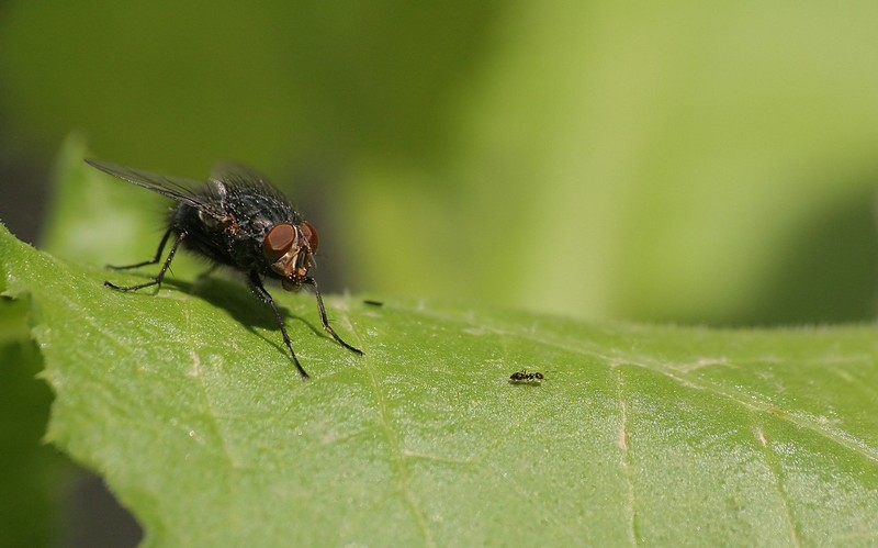 בוא אחי, זה מכאן...!