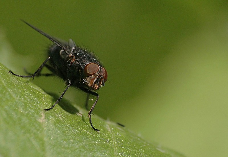 הטובים לטיס!