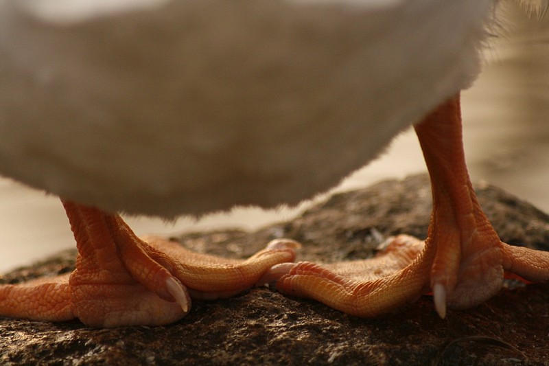 צילום: אמיר צרקה