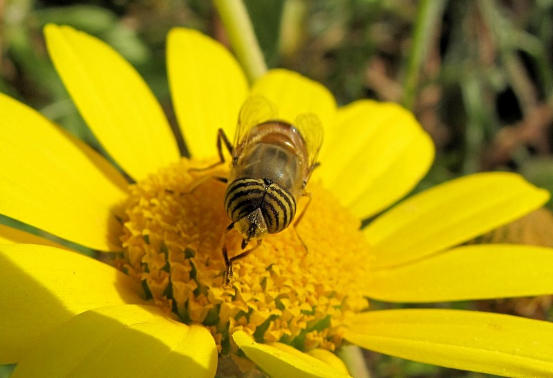 רעל בעיניים