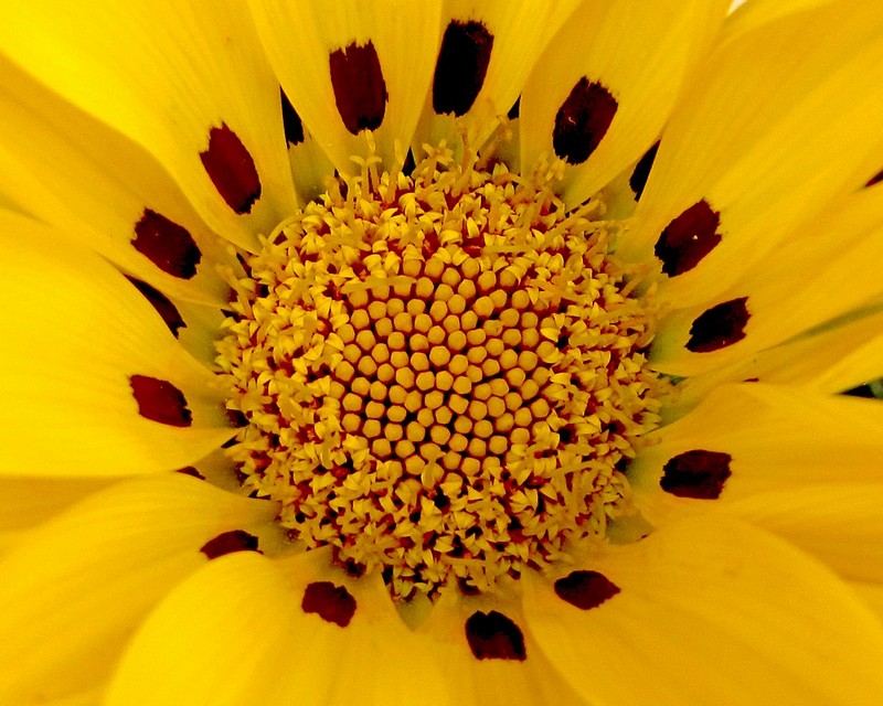 ארוחת מלכים