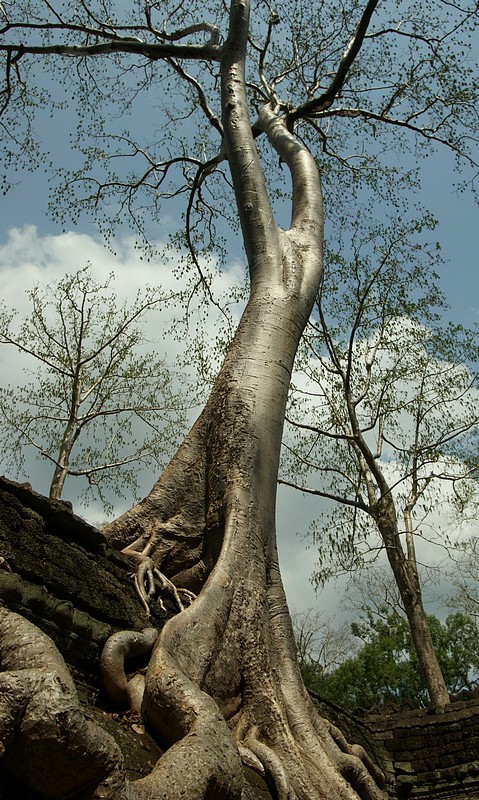 עץ מדהים במנזרים בקמבו